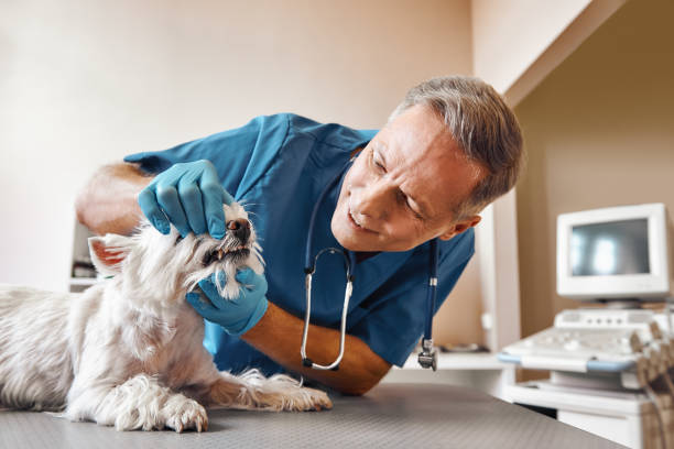 Best Emergency Treatment for Dental Infections or Abscesses in East Rockingham, NC